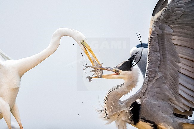 Grote Zilverreiger en Blauwe Reiger vechtend; Great Egret and Grey Heron fighting stock-image by Agami/Bence Mate,