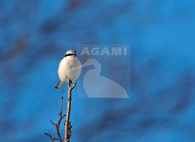 Great Grey Shrike adult perched; Klapekster volwassen zittend stock-image by Agami/Markus Varesvuo,