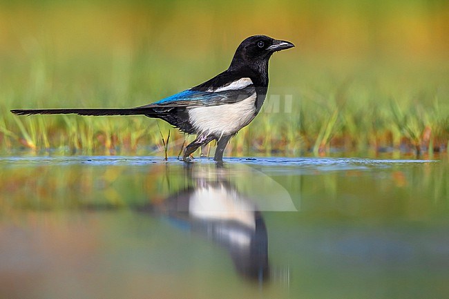 Eurasian Magpie, Pica pica, in Italy. stock-image by Agami/Daniele Occhiato,