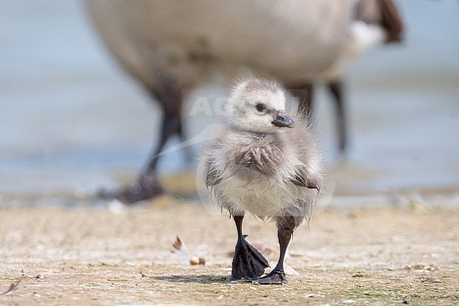 Barnacle Goose (Branta leucopsis) chick stock-image by Agami/Hans Germeraad,