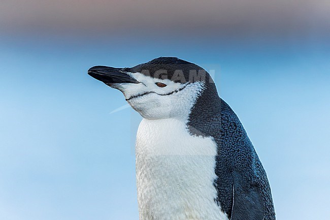 Chinstrap Penguin portrait (Pygoscelis antarcticus) on Deception island, Antarctica with clean background. stock-image by Agami/Rafael Armada,