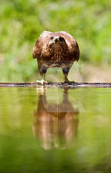 Buizerd drinkend bij drinkplaats; Common Buzzard drinking at drinking site stock-image by Agami/Marc Guyt,