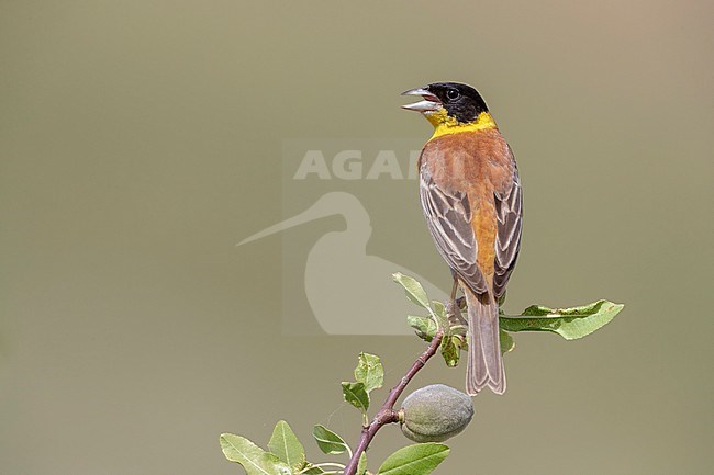 Black-headed Bunting (Emberiza melanocephala), adult male singing from an Almond branch, Basilicata, Italy stock-image by Agami/Saverio Gatto,