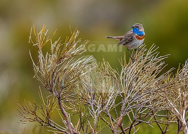 First-summer male Iberian Bluethroat perched in high slope of Plataforma de Gredos in Navacepeda de Tormes, Castillia y Leon near Madrid. May 21, 2018. stock-image by Agami/Vincent Legrand,