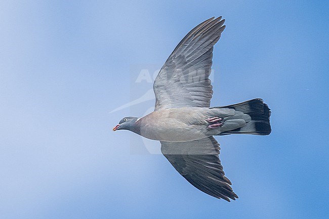 Wood pigeon (Columba palumbus) in flight, with the sky as background. stock-image by Agami/Sylvain Reyt,