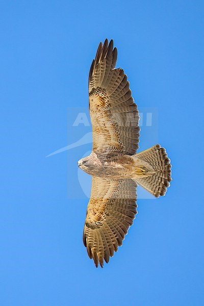 Adult intermediate morph
San Diego Co., CA
April 2023 stock-image by Agami/Brian E Small,