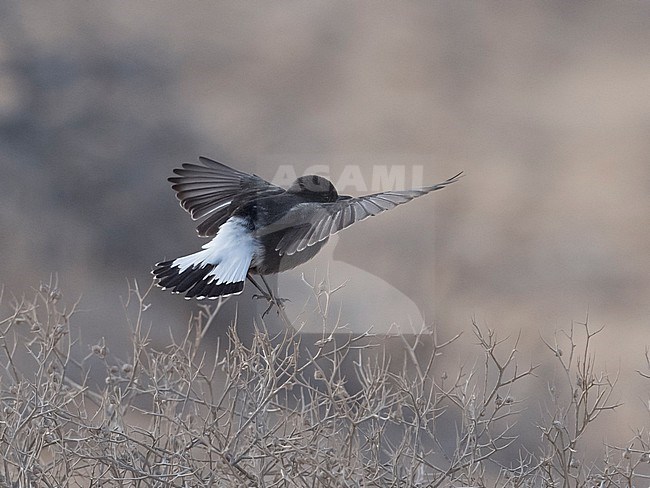 Back view of a  female? Basalt Wheatear (Oenanthe warriae) in flight; showing tail and wings. Israel, Asia stock-image by Agami/Markku Rantala,