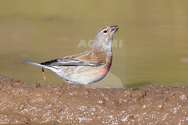 Common Linnet (Linaria cannabina),  adult male drinking in a pool, Abruzzo, Italy stock-image by Agami/Saverio Gatto,