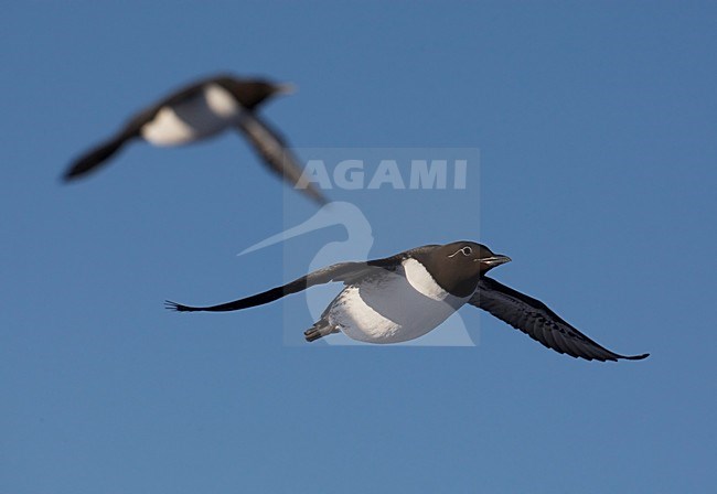 Zomerkleed Zeekoet in de vlucht; Summer plumaged Common Murre in flight stock-image by Agami/Markus Varesvuo,