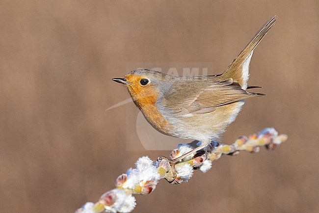 European Robin (Erithacus rubecula), side view of an adult perched on a branch, Campania, Italy stock-image by Agami/Saverio Gatto,