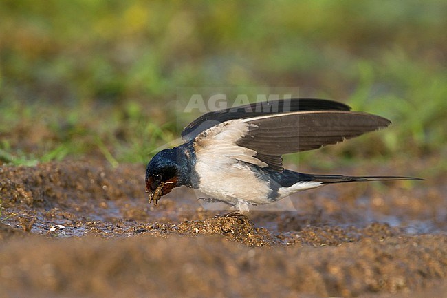 Barn Swallow - Rauchschwalbe - Hirundo rustica ssp. rustica, Morocco, adult female stock-image by Agami/Ralph Martin,