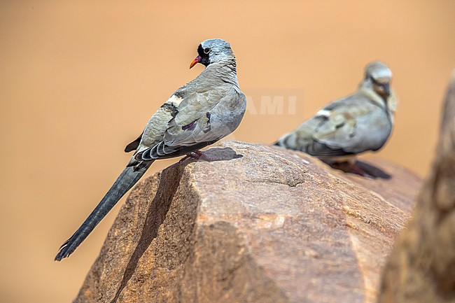 Couple of Namaqua Dove walking near Atar, Adar, Mauritania. April 05, 2018. stock-image by Agami/Vincent Legrand,