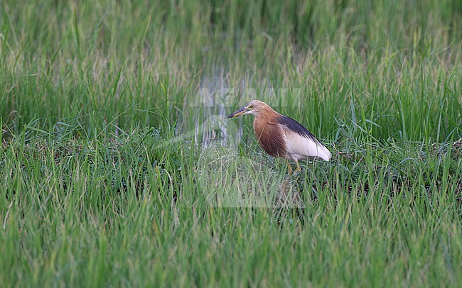 Javan Pond Heron (Ardeola speciosa) at Petchaburi, Thailand stock-image by Agami/Helge Sorensen,