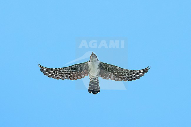 Male Diederik Cuckoo (Chrysococcyx caprius) flying against a blue sky as a background, Kenya stock-image by Agami/Tomas Grim,