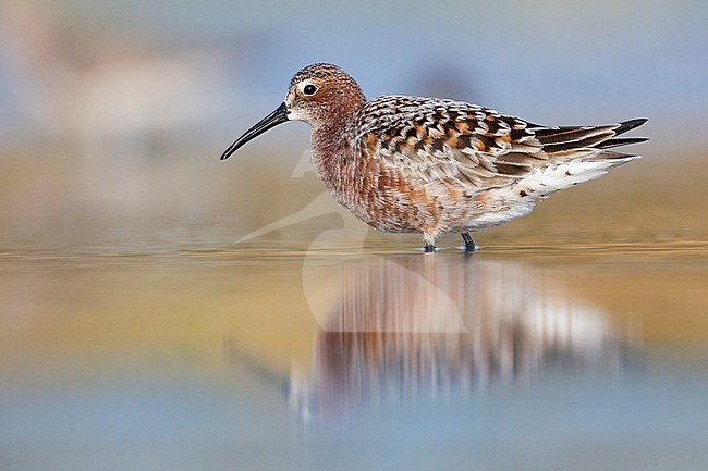Curlew Sandpiper  (Calidris ferruginea), side view of an adult standing in the water, Campania, Italy stock-image by Agami/Saverio Gatto,