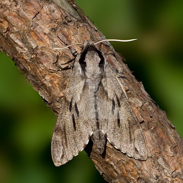 Pine Hawk-moth on branch Netherlands; Dennenpijlstaart op tak Nederland stock-image by Agami/Bas Haasnoot,