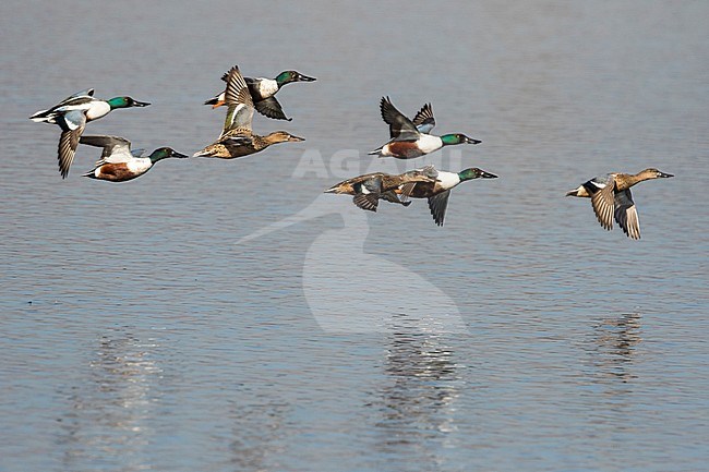 Northern Shoveler - Löffelente - Spatula clypeata, Germany stock-image by Agami/Ralph Martin,