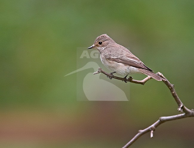 Grauwe Vliegenvanger in zit; Spotted Flycatcher perched stock-image by Agami/Jari Peltomäki,