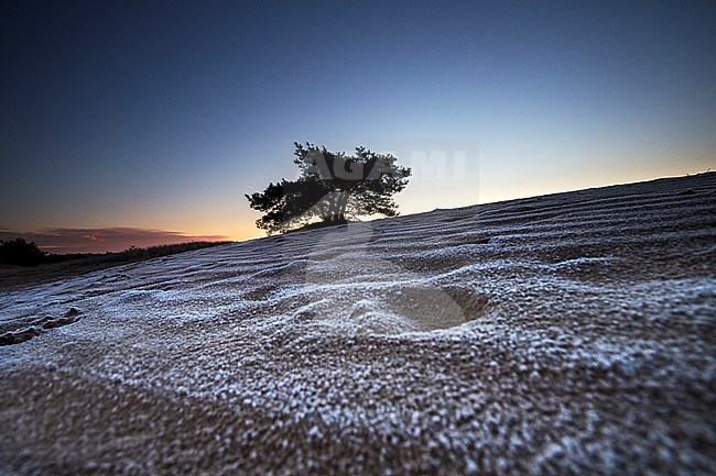 Winter landscape Drents Friese Wold stock-image by Agami/Wil Leurs,