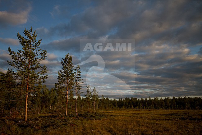 Taiga Finland stock-image by Agami/Menno van Duijn,