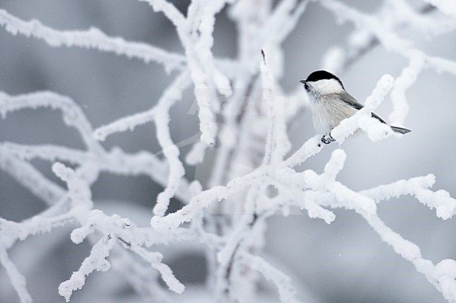 Matkop in de sneeuw; Willow Tit in the snow stock-image by Agami/Markus Varesvuo,
