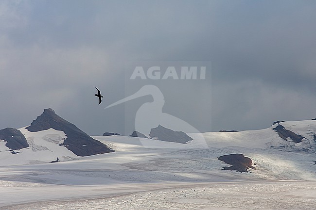 Southern Giant Petrel, Macronectes giganteus, in the south Atlantic ocean. Flying above a glacier in South Georgia. stock-image by Agami/Marc Guyt,