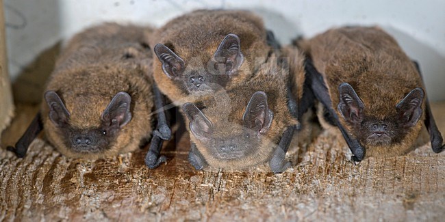 Gewone dwergvleermuis in vleermuiskast, Common pipistrelle in batbox stock-image by Agami/Theo Douma,