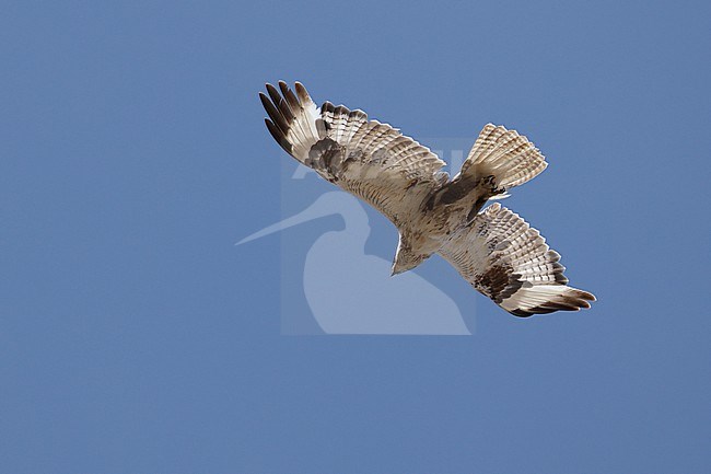 Mongolian Buzzard or Upland Buzzard (Buteo hemilasius) circeling in the blue sky stock-image by Agami/Mathias Putze,