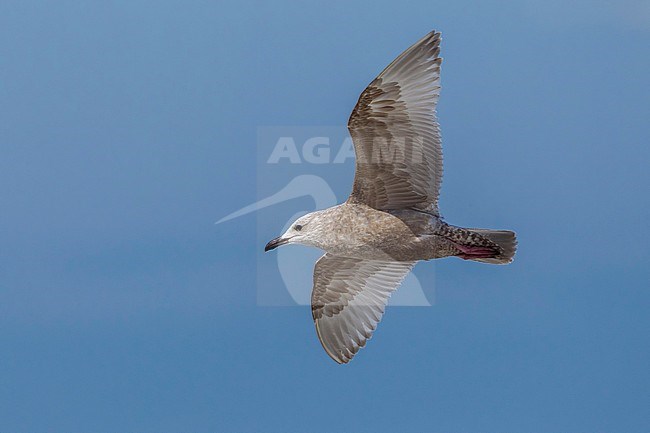 This bird was seen among thousand of gulls near Egmond aan zee in the Netherlands. stock-image by Agami/Vincent Legrand,