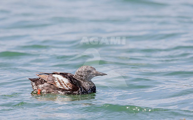 Black Guillemot, Cepphus grylle stock-image by Agami/Wil Leurs,