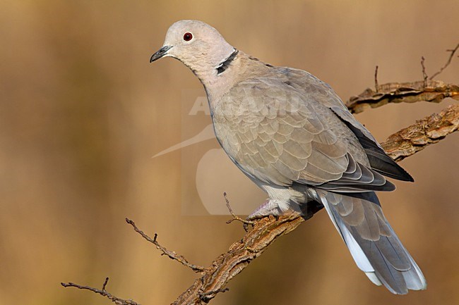 Turkse Tortel zittend op tak, Eurasian Collared Dove perched on branch stock-image by Agami/Daniele Occhiato,