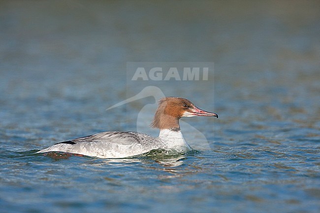 Goosander (Mergus merganser ssp. merganser), Germany, 2nd cy male stock-image by Agami/Ralph Martin,