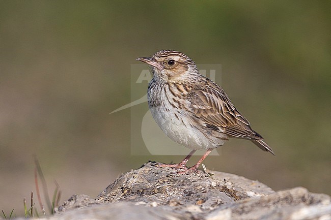 Woodlark (Lullula arborea ssp. pallida) perched on a rock stock-image by Agami/Daniele Occhiato,