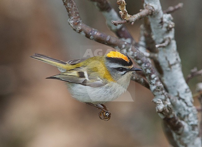 Firecrest, Vuurgoudhaan, Regulus ignicapilla stock-image by Agami/Hugh Harrop,