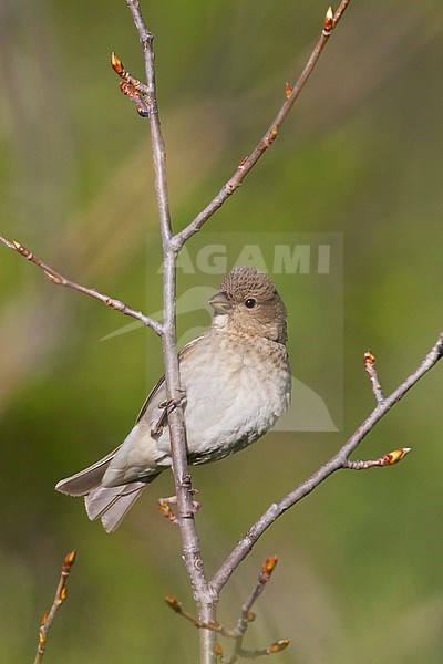 Common Rosefinch - Karmingimpel - Carpodacus erythrinus ssp. ferghanensis, Kyrgyzstan, adult female stock-image by Agami/Ralph Martin,