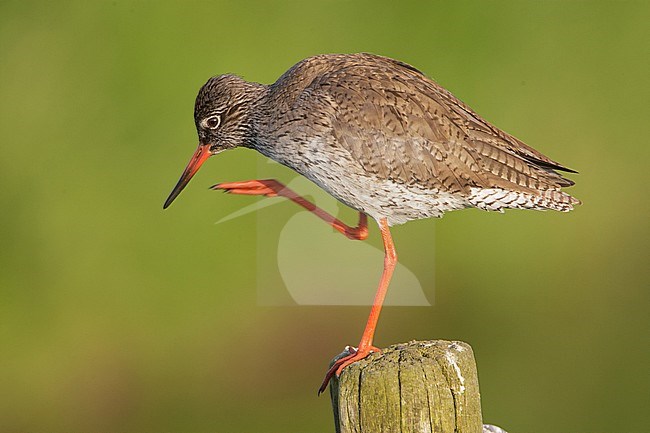 Tureluur zittend op een paal in een weiland; Common Redshank perched on a fench pole stock-image by Agami/Arie Ouwerkerk,