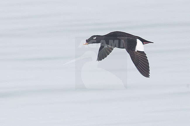 Stejneger's Scoter in Hokkaido, Japan stock-image by Agami/Stuart Price,