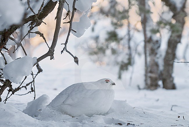 Vrouwtje Moerassneeuwhoen in de sneeuw, Female Willow Ptarmigan in snow stock-image by Agami/Markus Varesvuo,