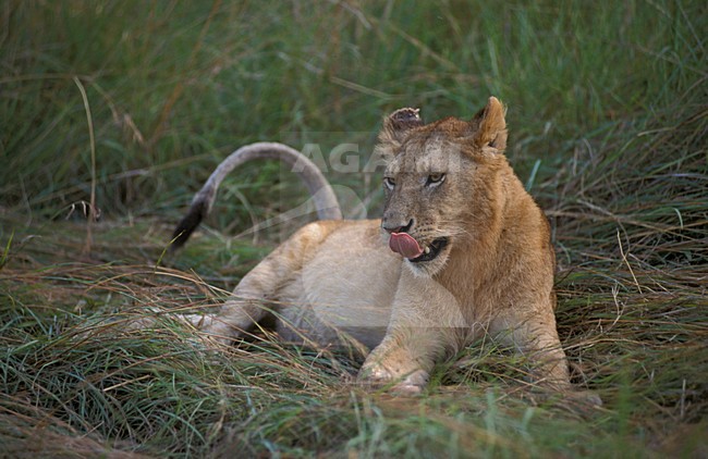 Lion female grooming her head Masai Mara Kenya, Leeuwin haar kop poetsend Masai Mara Kenia stock-image by Agami/Marc Guyt,