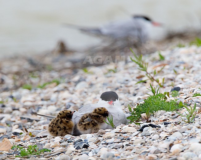 Visdief met jongen, Common Tern with young stock-image by Agami/Roy de Haas,