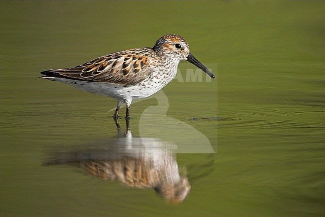 Adult zomerkleed Alaskastrandloper, Adult summer Western Sandpiper stock-image by Agami/Glenn Bartley,