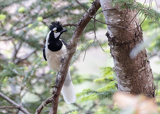 Tufted Jay, Cyanocorax dickeyi, in Western Mexico. stock-image by Agami/Pete Morris,