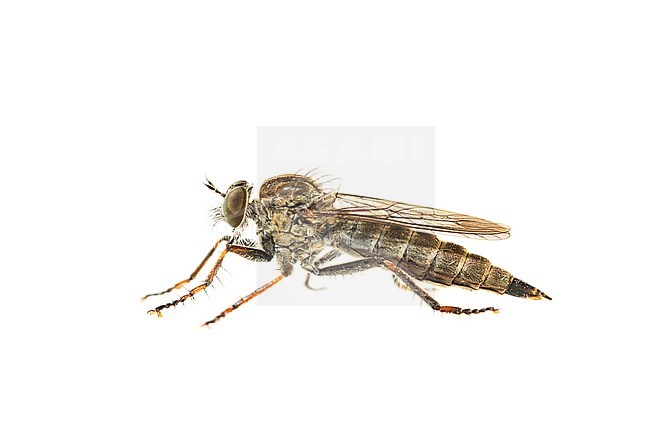 Machimus atricapillus stock-image by Agami/Wil Leurs,