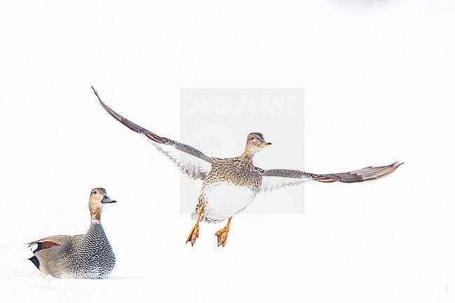 Paartje Krakeenden Nederland, Pair Gadwalls Netherlands stock-image by Agami/Menno van Duijn,