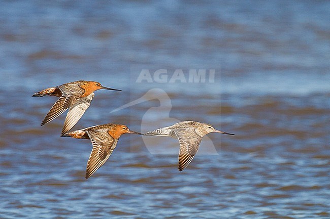 Spring Bar-tailed Godwit (Limosa lapponica) at the beach of Katwijk, Netherlands. stock-image by Agami/Menno van Duijn,