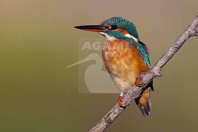 Vrouwtje  IJsvogel; Female Common Kingfisher stock-image by Agami/Daniele Occhiato,