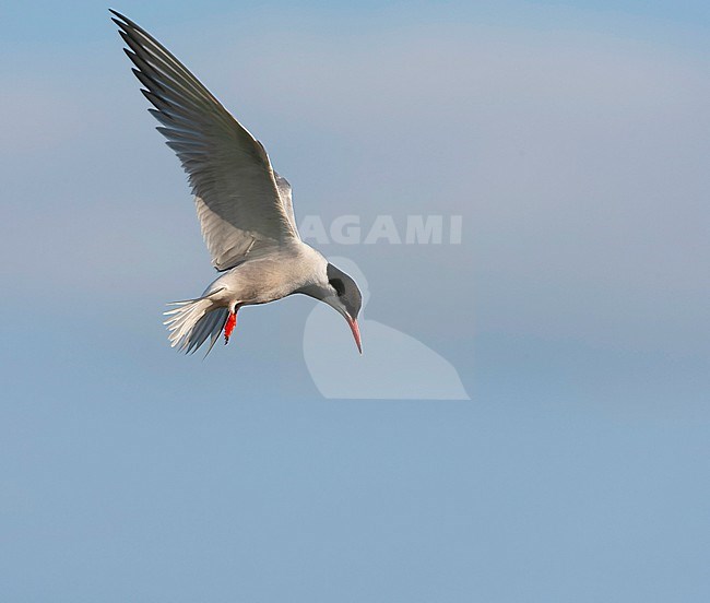 Common Tern (Sterna hirundo hirundo) in the Netherlands. stock-image by Agami/Marc Guyt,