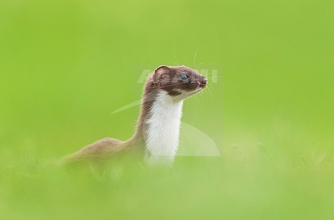 Weasel (Mustela nivalis) stock-image by Agami/Bence Mate,