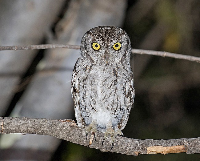 Western Screech-Owl, Megascops kennicottii, in Mexico. stock-image by Agami/Pete Morris,