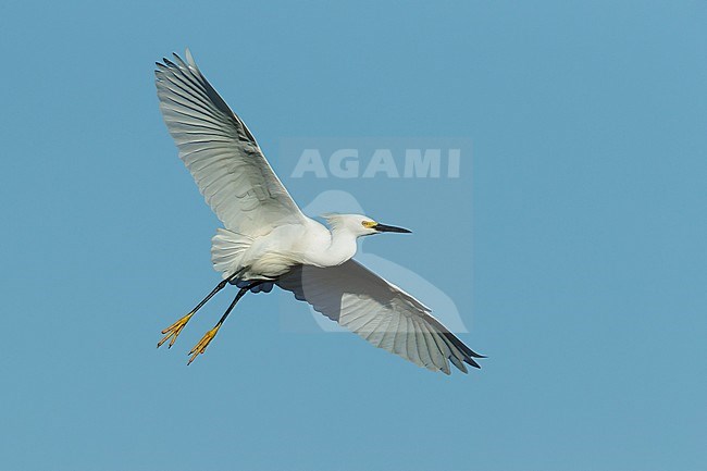 Adult breeding plumaged Snowy Egret (Egretta thula)
Galveston Co., Texas, USA
April 2017 stock-image by Agami/Brian E Small,